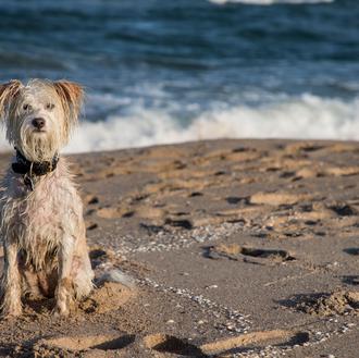 Primeros baños en la playa canina de Valencia, en la …