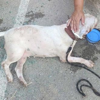 Un perro en Barcelona y otro en Vilanova i la …