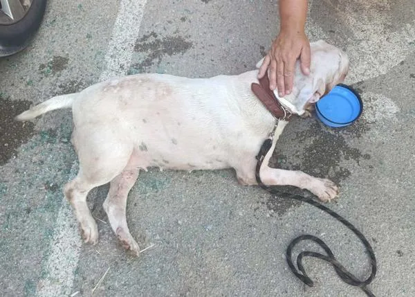 Un perro en Barcelona y otro en Vilanova i la Geltrú rescatados del interior de coches al sol
