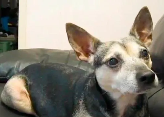 El perro batería que, además, mueve las orejas...