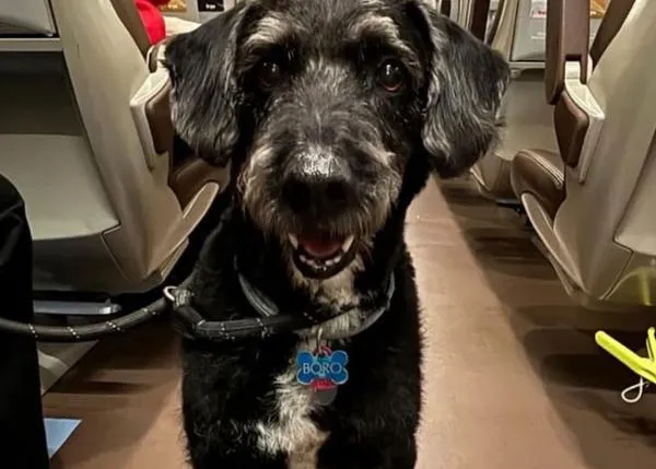 Buscan desesperadamente a Boro, un perro que viajaba en uno de los trenes accidentados en Adamuz