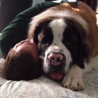 Amores perros: la alegría perruna del reencuentro cotidiano entre canes …