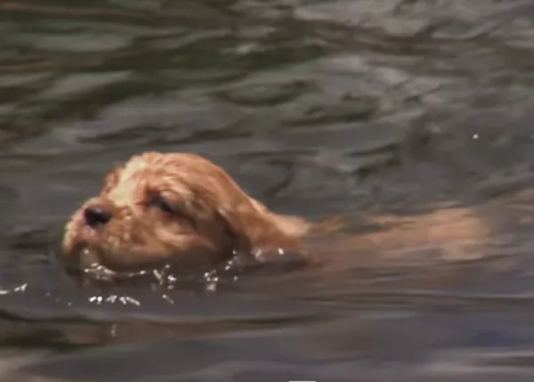 Cachorros que descubren cómo hacer cosas: nadar, comer, escapar...