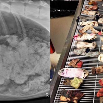 Esas cosas raras que se comen los perros: patos de …