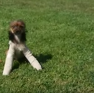 La increíble capacidad de los perros para recuperarse en cuerpo …