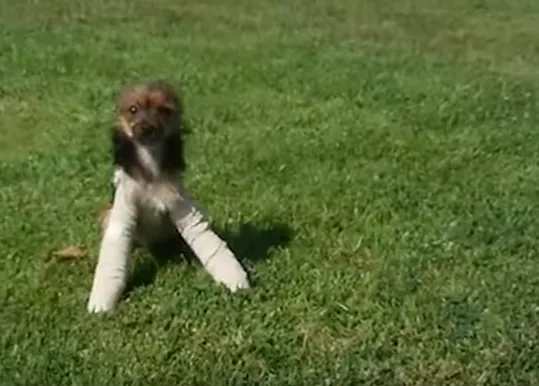 La increíble capacidad de los perros para recuperarse en cuerpo y ánimo