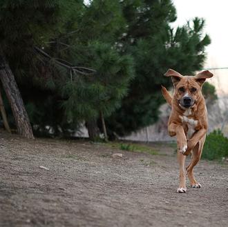 El Campito Salvando Peludos celebra su 10 aniversario: evento solidario …