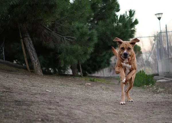 El Campito Salvando Peludos celebra su 10 aniversario: evento solidario con Dani Rovira, charlas de educación canina...