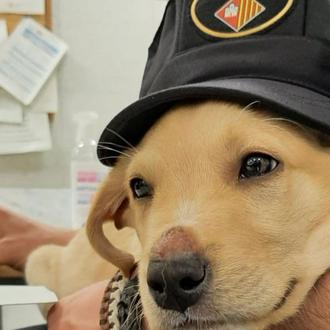 Protocolo de maltrato animal en Terrassa: ¿Cómo funciona? ¿Cómo alertar …