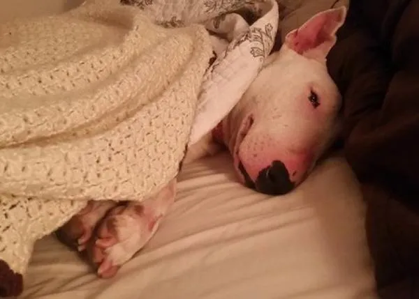 Las felicidades de una perra en su primera casa de acogida: la cama, los huesos, el cariño...