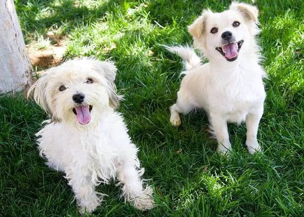 Monica y Chandler, dos canes cuya segunda oportunidad ayudará a muchos otros perros