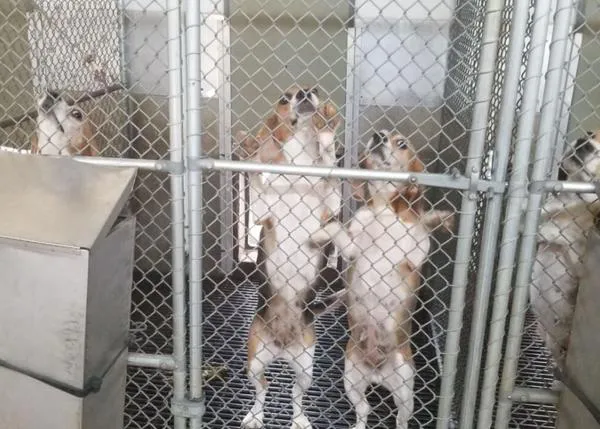 4000 Beagles criados para la experimentación ¡a punto de ser entregados a la Humane Society!
