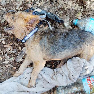 Rescatan con vida -de milagro- a dos Yorkies que estaban …