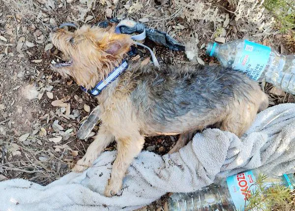 Rescatan con vida -de milagro- a dos Yorkies que estaban en el interior de un coche a pleno sol en Las Lagunas de Ruidera