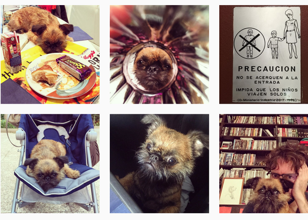 10 cuentas perrunas de instagram en España que ponen de buen humor