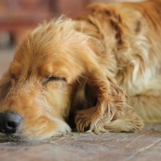 ¿Cómo y cuánto duermen (normalmente) los perros?