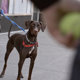 ¿Cómo trabaja el mejor fotógrafo del street style canino? The …