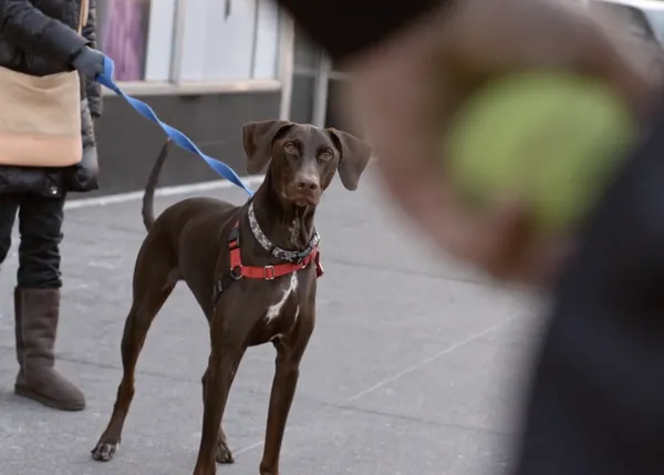 ¿Cómo trabaja el mejor fotógrafo del street style canino? The Dogist en acción