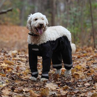 El friki dilema de los pantalones perrunos, en acción: el …