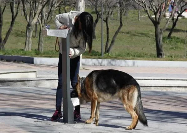 El Ayuntamiento de Carmona piensa en los perros y coloca fuentes con bebederos especiales para canes