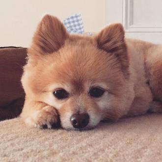 No, no es buena idea cortarle el pelo a tu …