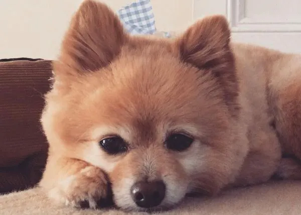 No, no es buena idea cortarle el pelo a tu perro durante el confinamiento por el coronavirus