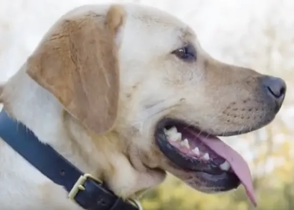 La historia de AJ, otro perro salvado por el trabajo