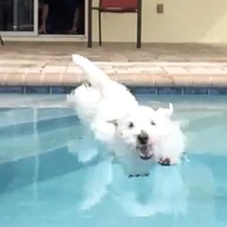 Las felicidades acuáticas de una Westie que parece la Esther …