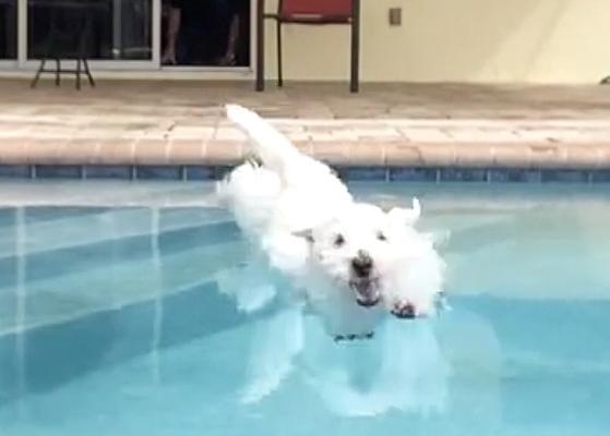 Las felicidades acuáticas de una Westie que parece la Esther Williams del mundo canino