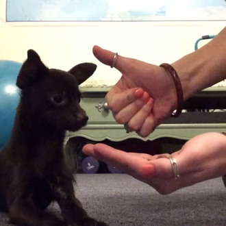 Cachorritos sordos demuestran que ellos aprenden igual de rápido, ¡guau!