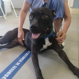 Tras pasar 5 años en una perrera, gracias a voluntarias …