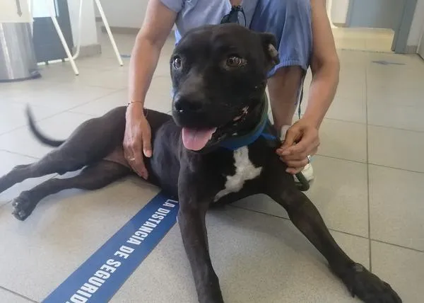Tras pasar 5 años en una perrera, gracias a voluntarias de Proyecto Cañada y Peludos Olvidados, Yena ha vuelto a casa