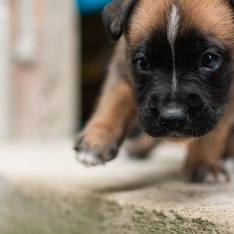 La forma en la que se adquiere un cachorro influye …