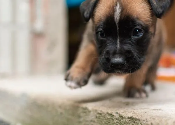 La forma en la que se adquiere un cachorro influye significativamente en su salud futura, demuestra el Royal Veterinary College