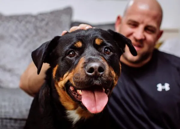 Historias de rescates mutuos: un Rottweiler con problemas de socialización encuentra el hogar perfecto