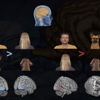 Los perros no le dan tanta importancia al rostro como …