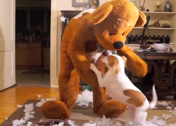 Peluches extra para una Navidad extra feliz con Maymo, el perro viral, y su amiga Penny