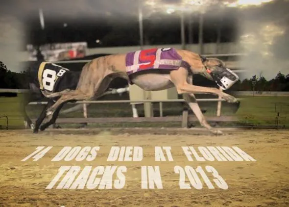 Las (trágicas) cifras de las carreras de galgos en Florida
