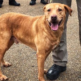 Un perro policía retirado acaba siendo entregado en una protectora …