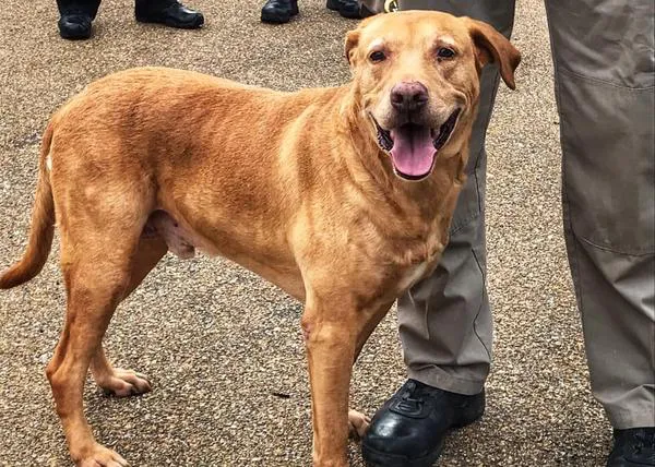 Un perro policía retirado acaba siendo entregado en una protectora por su ex-compañero 