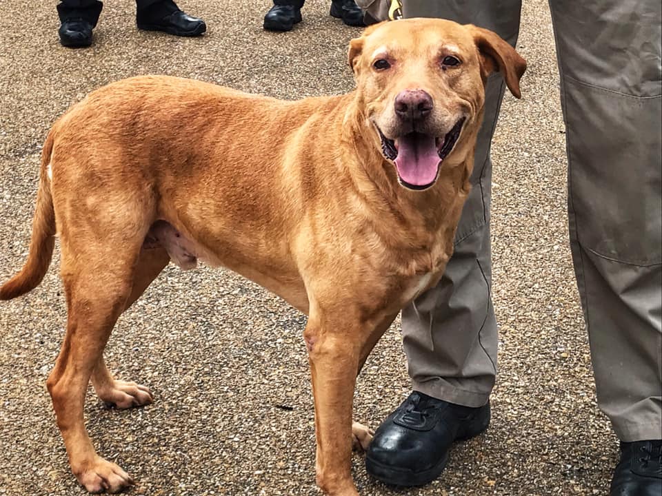 policías animales cachorro con garrapatas