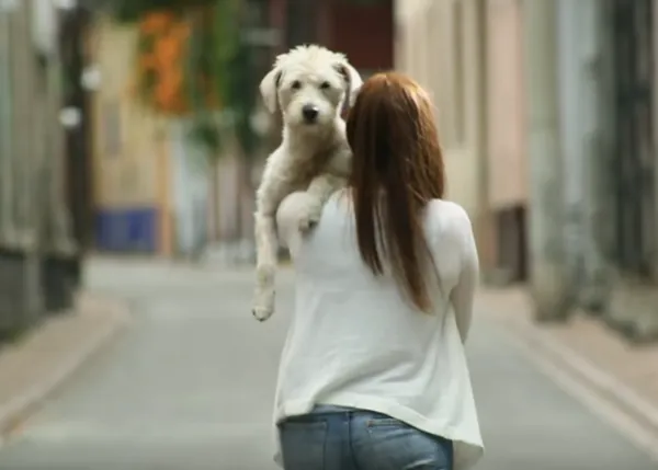 Los perros adoptados que encuentran la felicidad y así la contagian, los perros 