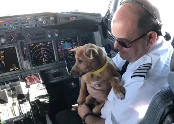 El vuelo más animal y solidario: fletan un avión para rescatar a decenas de perros y gatos en Puerto Rico