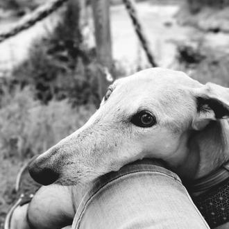 #JusticiaparaDuna: una Galga es raptada en la Sierra de Tajonar …