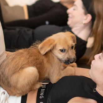 Cachorros y perros en adopción + clases de yoga y pilates …