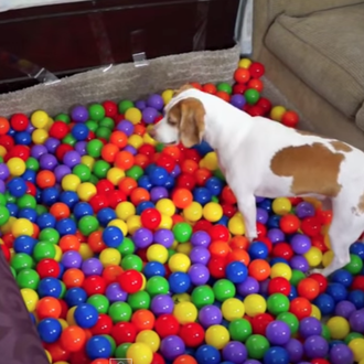 Un cumple perruno con muchas pelotas: o cómo fabricar una …