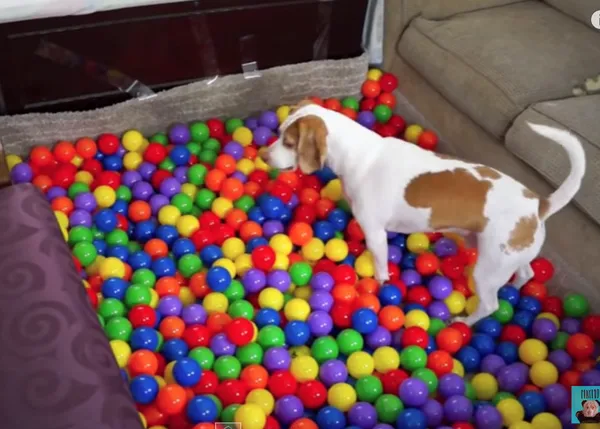 Un cumple perruno con muchas pelotas: o cómo fabricar una piscina de bolas en casa