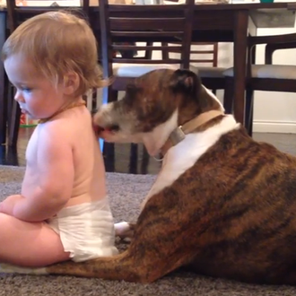 Vídeos caninos que ponen de buen humor: el baño de …