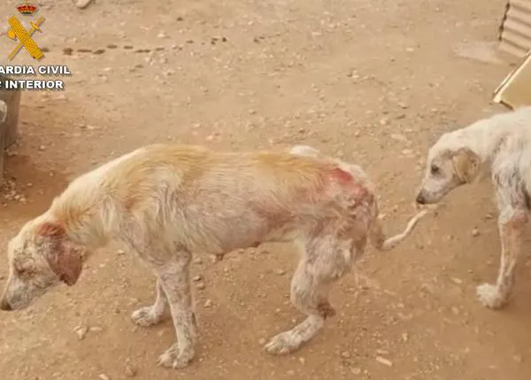 El SEPRONA investiga a un hombre por tener a 16 perros en unas condiciones deplorables