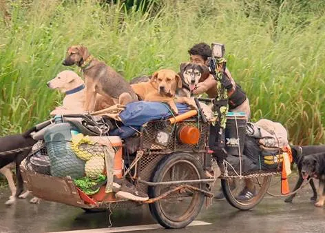 Un (buen) hombre recorre México ayudando a los perros que encuentra en su camino